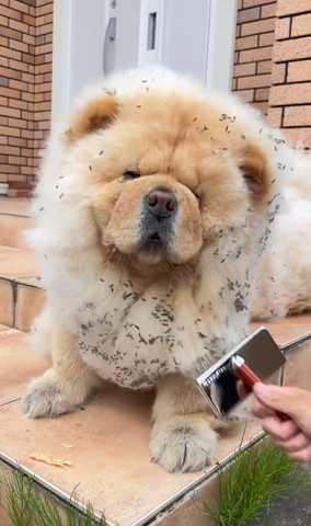 ブラッシングするワンコ