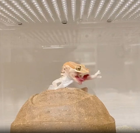 手伸ばして口あけてるヤモリ