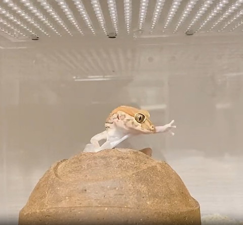 伸ばしてる手みてるヤモリ