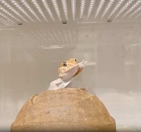 手の皮くわえるヤモリ