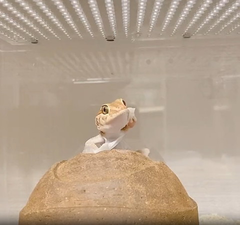 手の皮のばすヤモリ