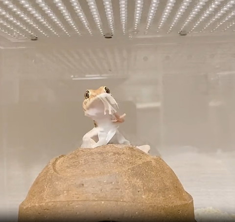 手の皮すごくのばすヤモリ