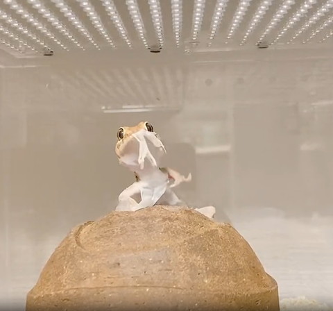 手の皮取れたヤモリ