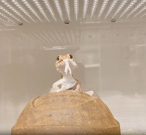 手の皮くわえてるヤモリ