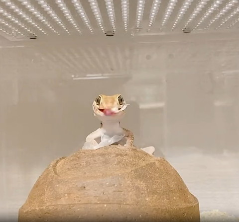 皮食べてるヤモリ