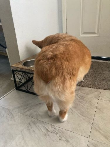 食べるコーギー