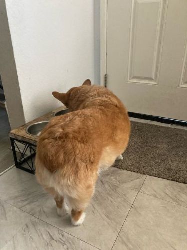 くねくねのコーギー