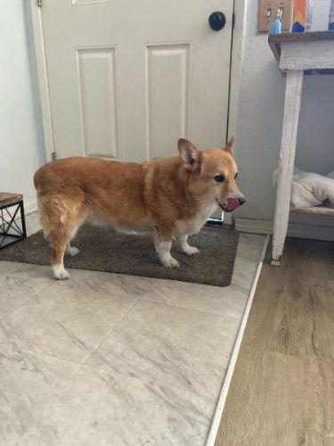 食べ終わったコーギー