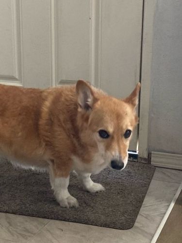 疲れたコーギー「急いで食べたから疲れた」