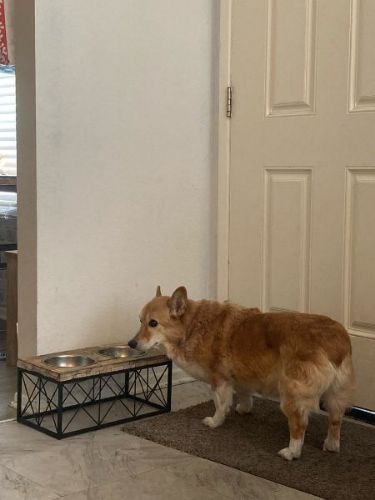 不満なコーギー