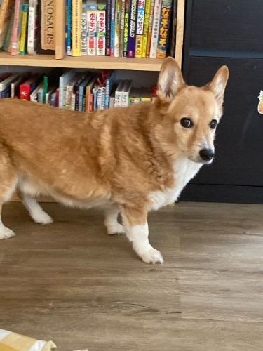 詰め寄るコーギー