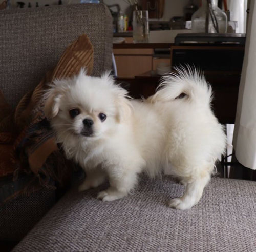 子犬ムーチョくん