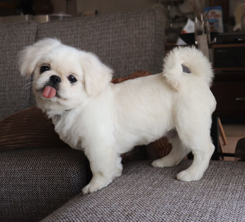 舌を出すムーチョくん