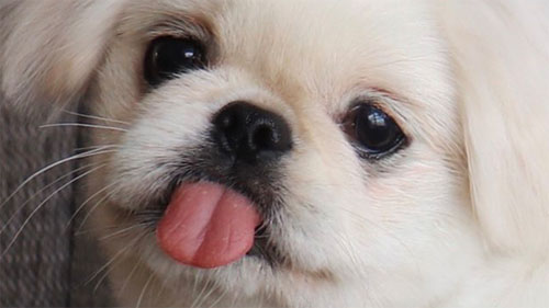 ムーチョくんの舌出しアップ