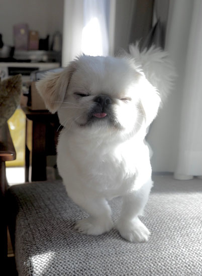 まぶしいムーチョくん