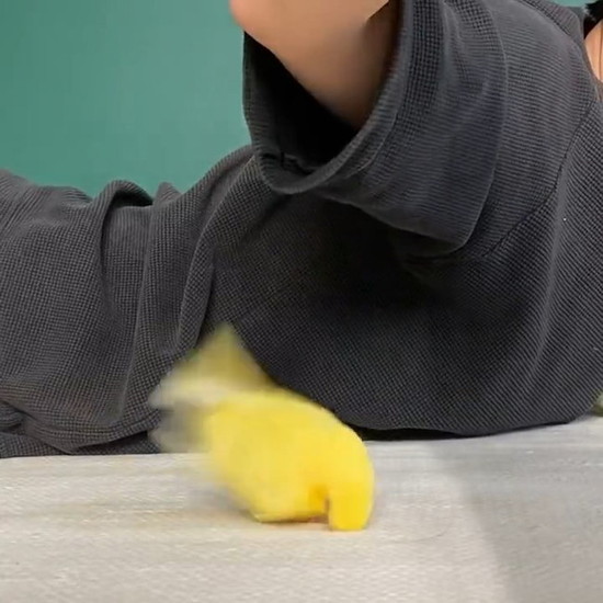 落ちたインコ
