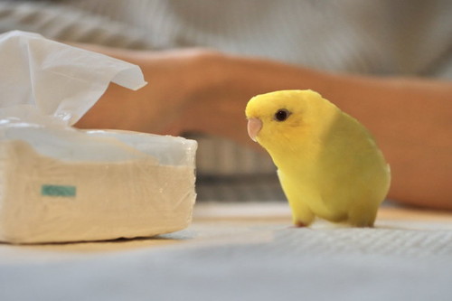ティッシュを見つめるインコ