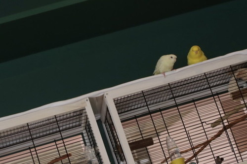 会話するインコ