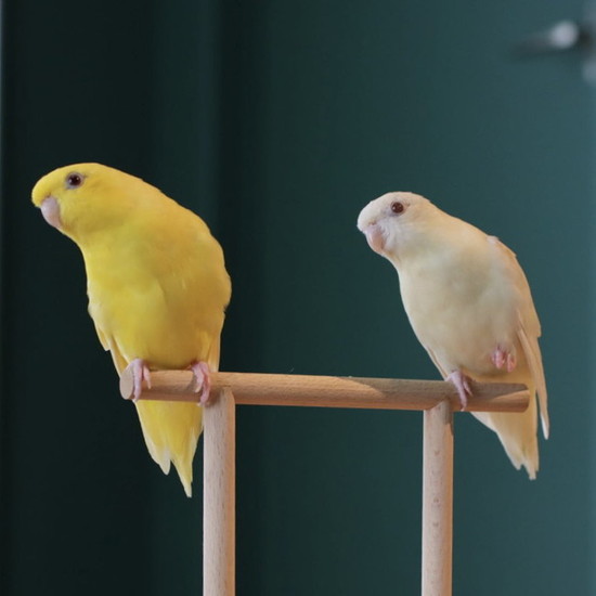 何かを見るインコたち