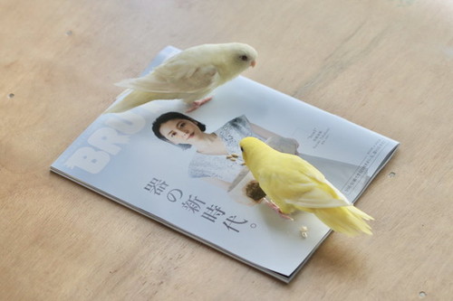 おやつを食べるインコたち