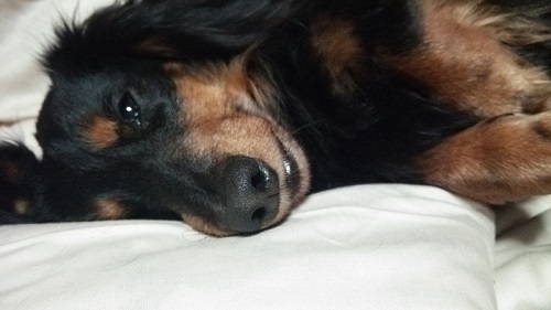 ダックスフント