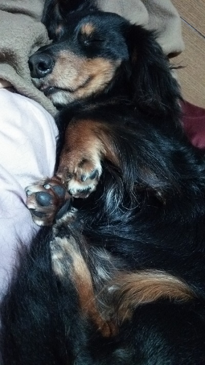 へそ天のワンコ