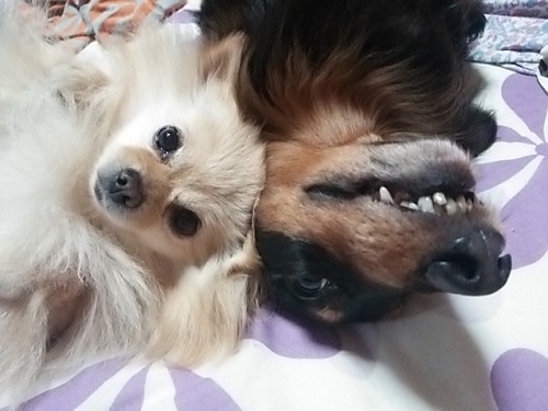 同居犬と保護犬