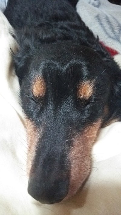 眠るワンコ