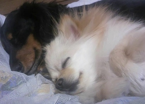 眠るワンコたち