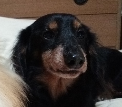 ワンコツーショット