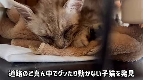 道路のど真ん中で