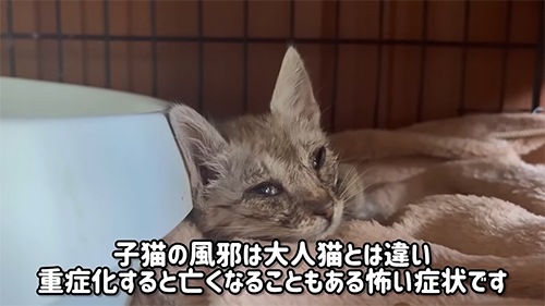 猫風邪を患った子猫