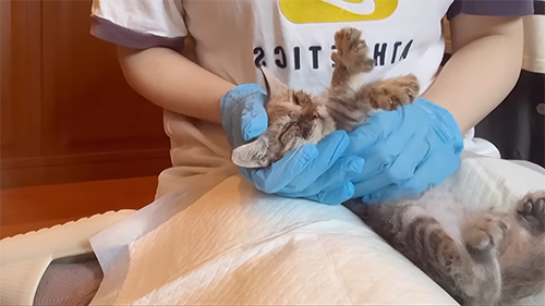 ひざの上でなでなで