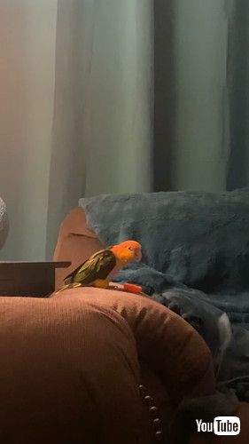 インコのヨッシー