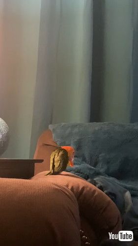 キャップで遊ぶ