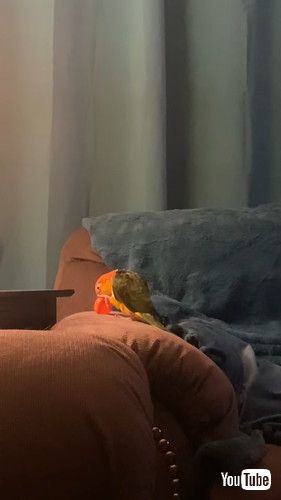 まるでお猿さん