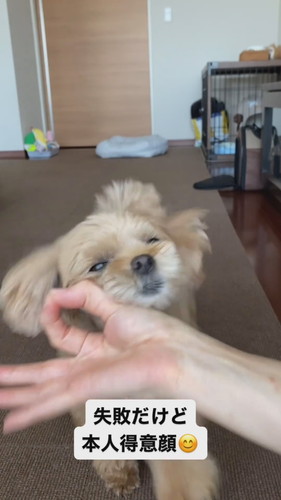 「失敗だけど本人得意顔」