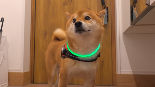 ケンカの仲裁をする柴犬