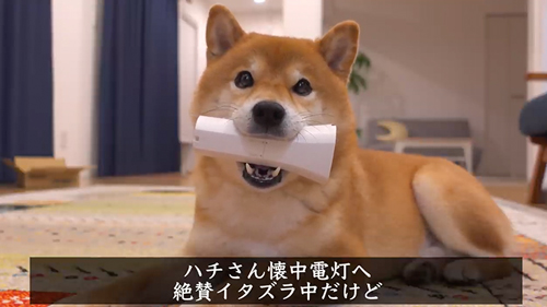 ケンカの仲裁をする柴犬