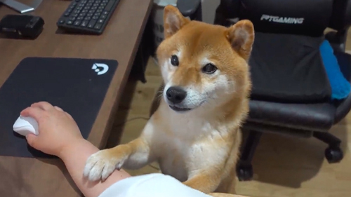 ケンカの仲裁をする柴犬