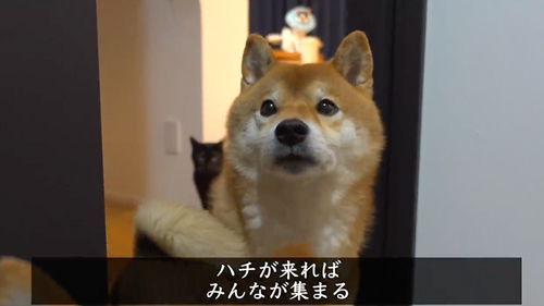 ケンカの仲裁をする柴犬