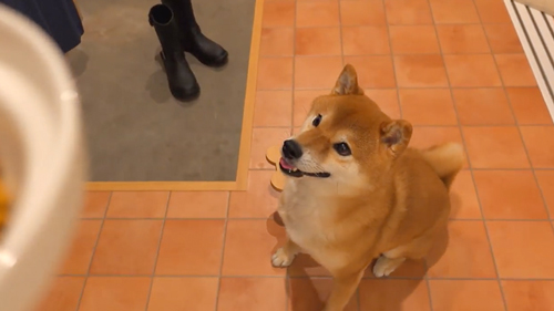 ケンカの仲裁をする柴犬