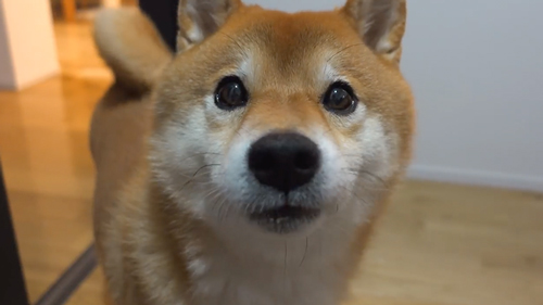 ケンカの仲裁をする柴犬