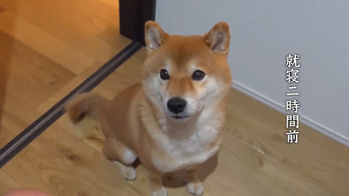 ケンカの仲裁をする柴犬