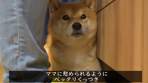 ケンカの仲裁をする柴犬