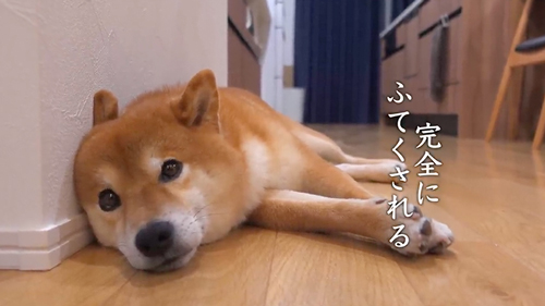 ケンカの仲裁をする柴犬