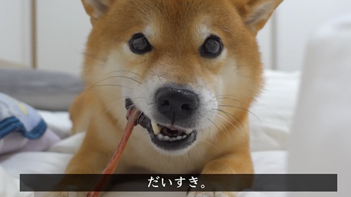 ケンカの仲裁をする柴犬
