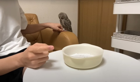 ソファにフクロウ