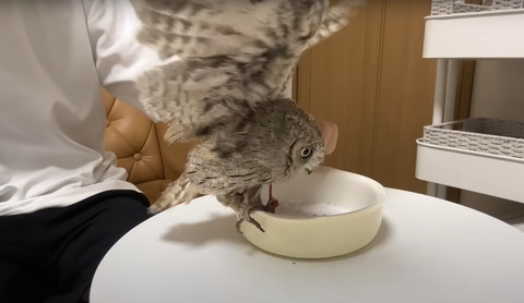 砂入ってるお皿にフクロウ飛んでくる