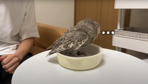 砂の入った皿に入ってるフクロウ背中